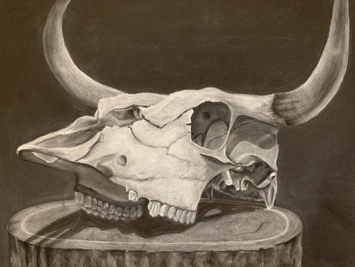 Cow+Skull